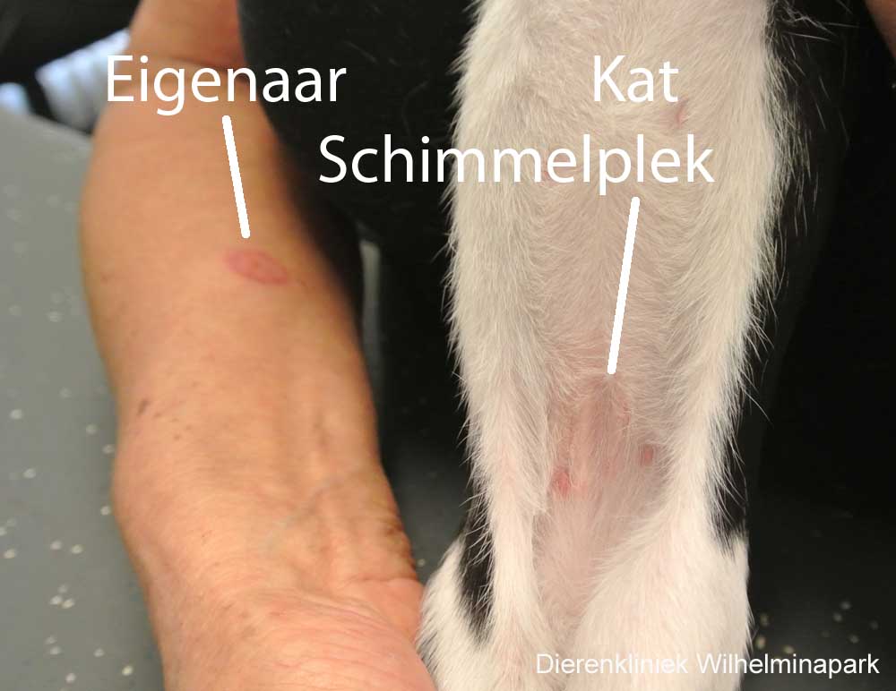 kat en eigenaar met een ronde schimmelplek